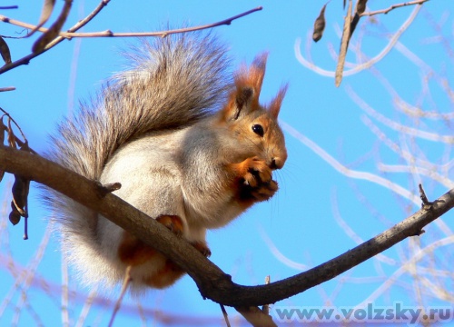 Konstantinovich: �������