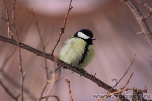 Konstantinovich: �������