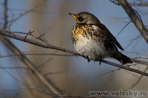 Konstantinovich: ������ ���� � ������ �� ������������