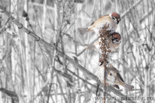 Konstantinovich: �� �����