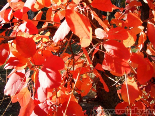 ������: ����� ������� 2010