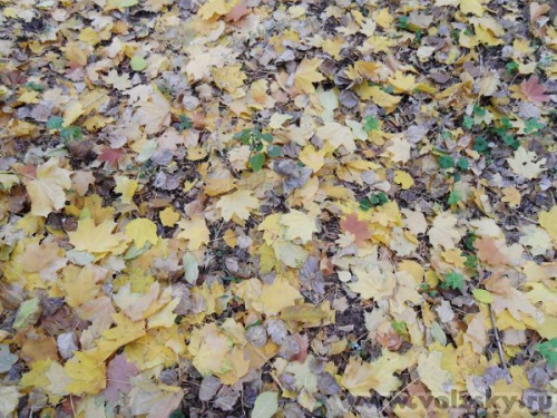 ������: ����� ������� 2010