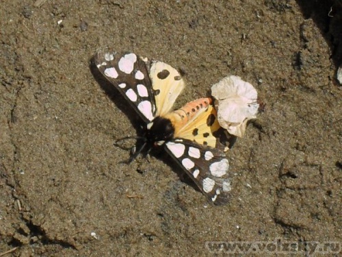 ������: ������� �� ������