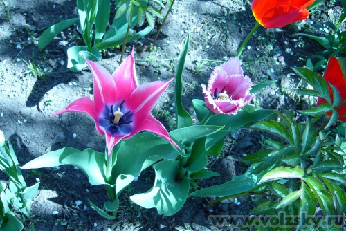 ������: ��������