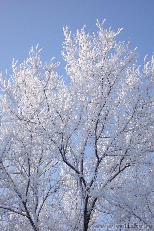 ������: ����