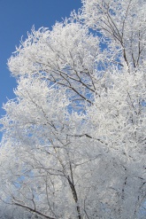 ������: ����