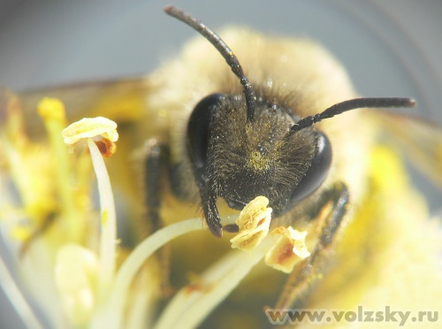 Konstantinovich: ������