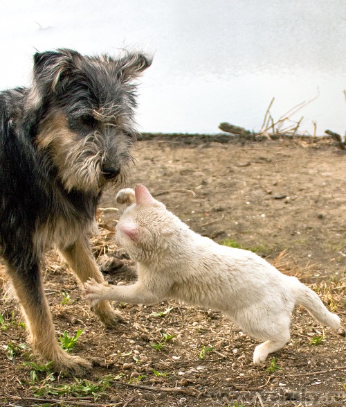 ������: �������� �� �������