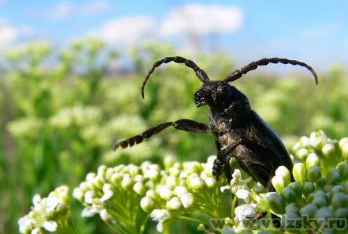 Konstantinovich: ������