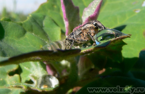 Konstantinovich: �������