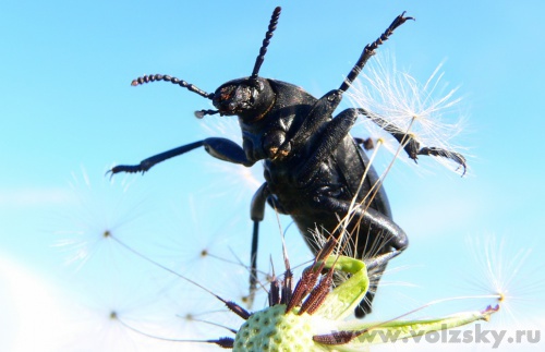 Konstantinovich: ����� �������