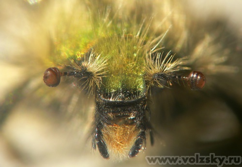 Konstantinovich: ������������