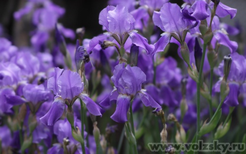 Konstantinovich: �����