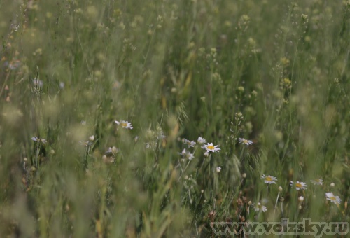 Konstantinovich: �������