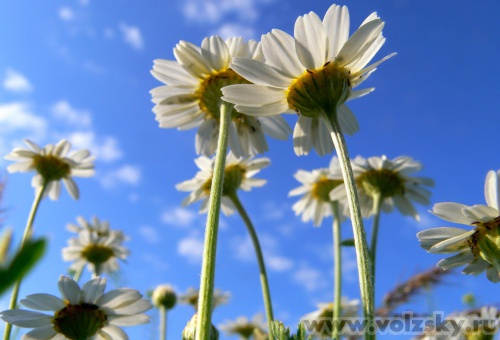 Konstantinovich: ������� �������