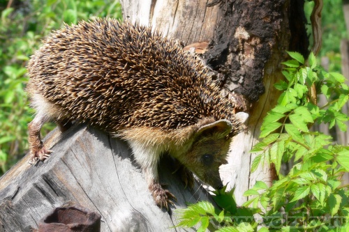 Konstantinovich: ����