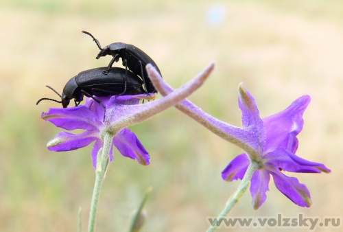 Konstantinovich: ��