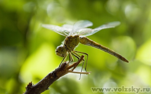 ����: "�������"