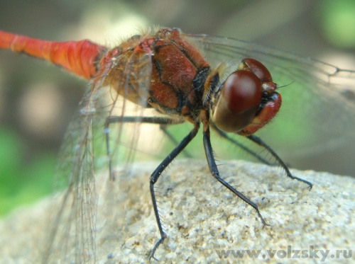 ����: "��������"