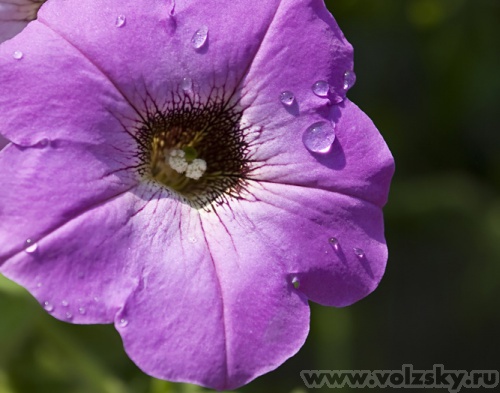 ����: "�������"