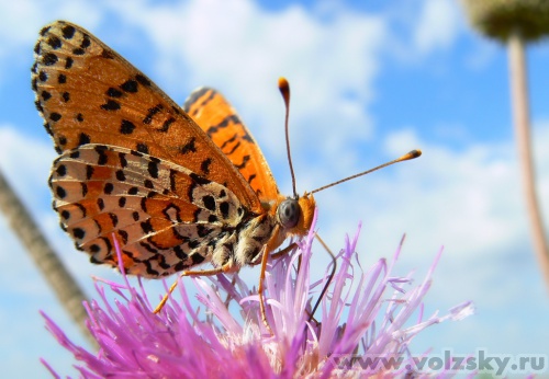 Konstantinovich: �������