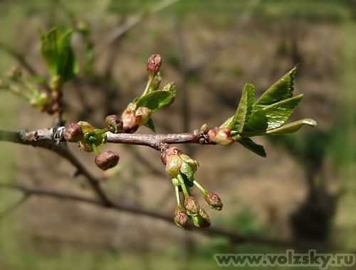 ����: "�����"