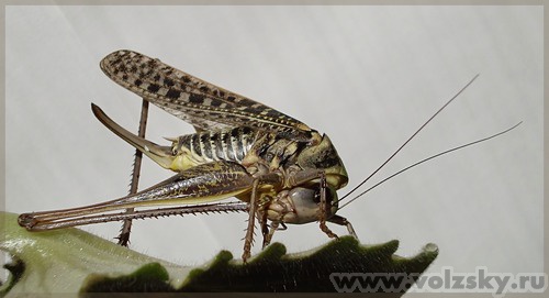 ����: "������������� ���������"