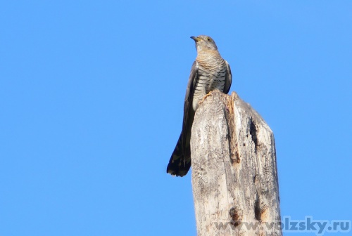 Konstantinovich: �������