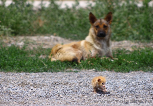 Konstantinovich: � ����������