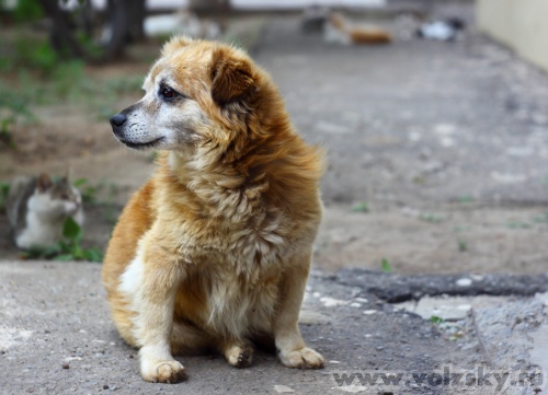 Konstantinovich: �����