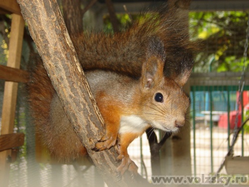 ��������: ����� � ����� "��������������".