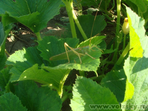 ks-ok: ��������