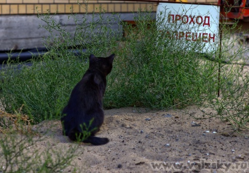 Konstantinovich: ������