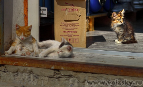 Konstantinovich: �����������