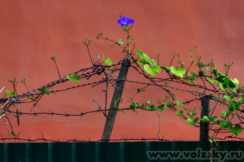 Konstantinovich: ��������