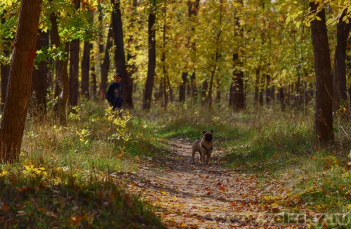 Konstantinovich: ��������