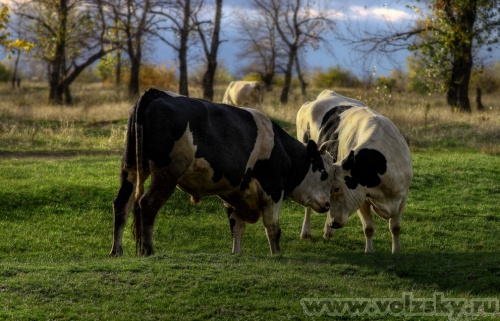 Konstantinovich: ������