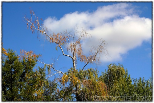 ������� ������: ������