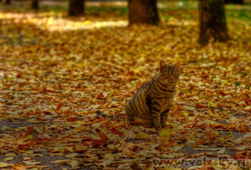 Konstantinovich: �������