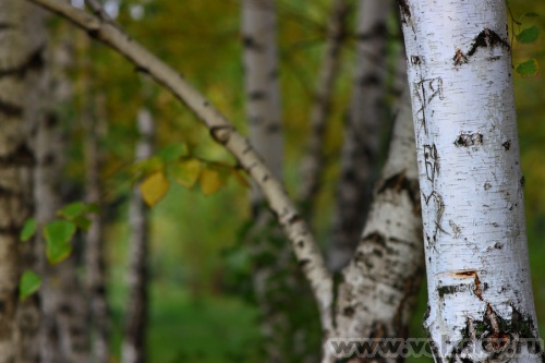 Konstantinovich: ��� �������