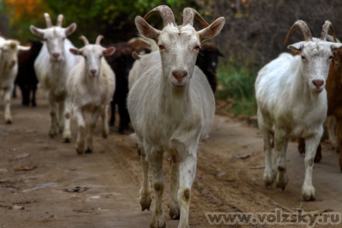 Konstantinovich: ***