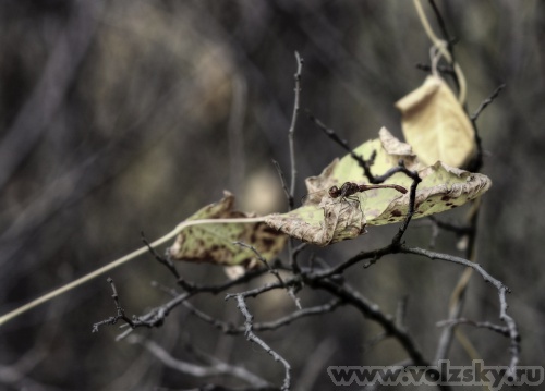 Konstantinovich: ��������� ������