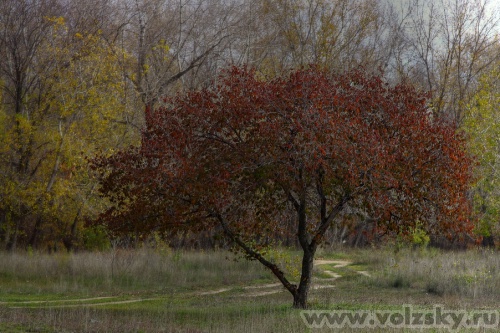 Konstantinovich: ***