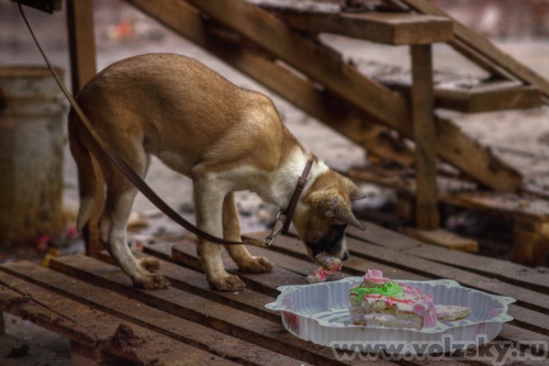 Konstantinovich: �������