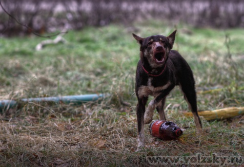 Konstantinovich: ***