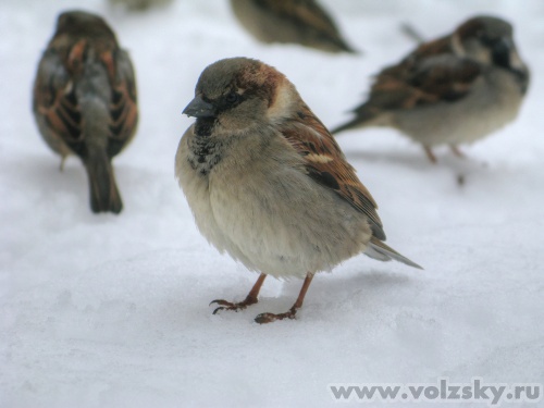 ���������: �������