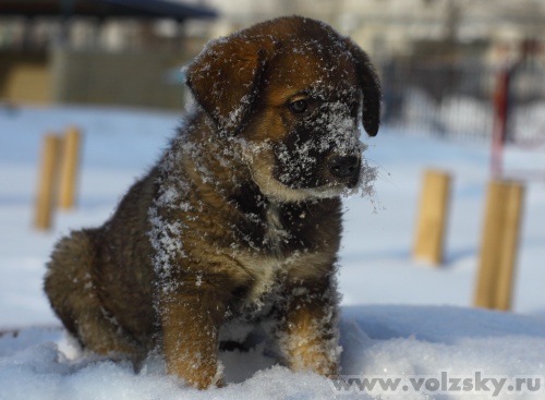 Konstantinovich: ***