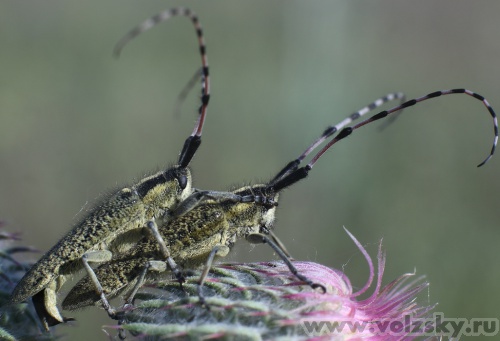 Konstantinovich: ***