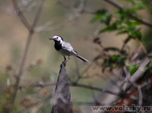 Konstantinovich: ***