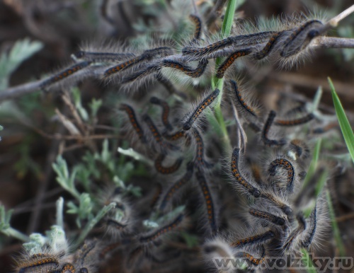 Konstantinovich: ***